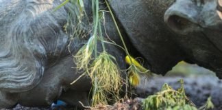 Canadá: derribaron estatuas de las reinas Isabel II y Victoria tras el hallazgo de mas de un millar de cadáveres de niños indígenas