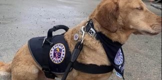 Piden ayuda para Teddy el perro que ayudó en labores de rescate en Surfside no puede caminar