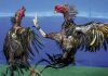 Arrestan a 30 personas en una investigación de peleas de gallos en la Florida