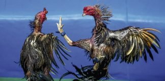 Arrestan a 30 personas en una investigación de peleas de gallos en la Florida