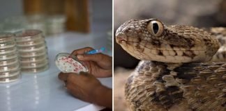 Estudio: veneno de una serpiente de Brasil frena la reproducción de la covid serpiente covid