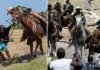EEUU suspendió el uso de caballos para patrullar en la frontera