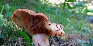 Niño afgano de 5 años evacuado a Polonia muere por comer setas venenosas setas venenosas