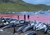 Matan más de 1,400 delfines en un día por caza tradicional en las islas Feroe delfines