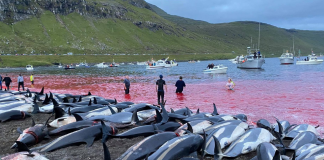 Matan más de 1,400 delfines en un día por caza tradicional en las islas Feroe delfines