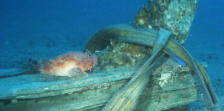 Hallan restos de la batalla final de la Primera Guerra Púnica