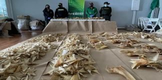 Incautan 3.493 aletas de tiburón en aeropuerto de Bogotá que iban a China