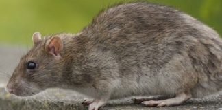 Nueva York emite alerta por el aumento de casos de una enfermedad trasmitida por ratas