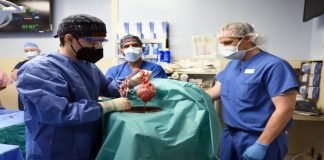 Trasplantan con éxito un corazón de cerdo a un hombre en EEUU