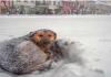 Niña sobrevive a una tormenta de nieve gracias a un perro callejero