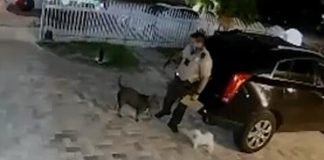 Policía de Miami-Dade bajo investigación por matar a un perro con siete balazos