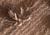 El Curiosity fotografía una flor mineral en Marte