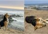 Vaguito: el perro que lleva años esperando a su dueño que murió en el mar