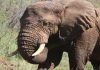 Atrapan a elefante que tenía orden de captura en Tailandia