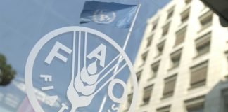 La FAO alerta de «importantes repercusiones» alimentarias por la guerra