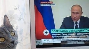 Imponen sanciones contra los gatos rusos por la invasión