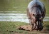 Familia adoptó un hipopótamo como mascota en Colombia
