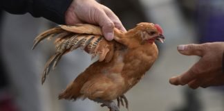 China detecta el primer caso de gripe aviar H3N8 en humanos