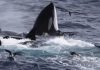VIDEO: Momento en que una ballena azul es devorada por 70 orcas