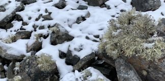 Rocas en zona costera de Antártica registraron temperaturas de 34°C