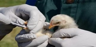 EEUU detecta en Colorado un caso de contagio humano con la gripe aviar