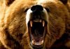 Un oso asesinó a su entrenador durante “rutina simple”