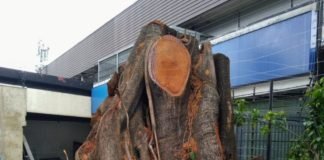 Alertan que el régimen de Maduro está desforestando al país