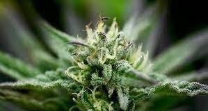 Cannabis: how it affects our cognition and psychology – new research