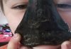 Niño de 6 años encuentra un diente de megalodón en playa de Inglaterra