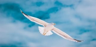 Austria Regierung präsentiert Pläne zu Impf- und Maskenpflicht (German/ English/Spanish)