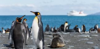 Científicos: Pingüinos Emperador en la Antártida se enfrentan a la extinción