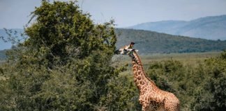 Las jirafas antiguas tenían cuellos más cortos y cabezas acorazadas