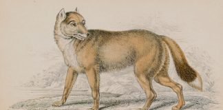 #Opinión | ¿Quién descubrió las Islas Malvinas?- Por Juan Pablo Bustos Thames