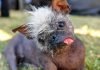 Así es el perro más feo del mundo: se llama “Sr. Rostro Feliz”