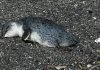 Cientos de pingüinos aparecen muertos en Nueva Zelanda