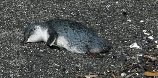 Cientos de pingüinos aparecen muertos en Nueva Zelanda
