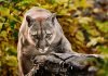 VIDEO | Un puma y sus crías sorprenden en la costa argentina