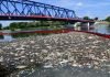 Alarma en Europa por muerte masiva de peces en el río Oder