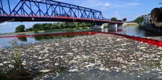 Alarma en Europa por muerte masiva de peces en el río Oder