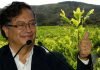 Petro propone despenalizar el cultivo de coca