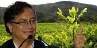 Petro propone despenalizar el cultivo de coca