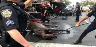 Piden investigar maltrato a un caballo de carruaje turístico en NY