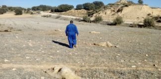 Falcón: Pánico por la muerte de 15 caprinos envenenados