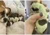 La misteriosa perrita que nació verde y sorprende a los veterinarios
