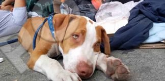 Max, el perro cachorro que cruzó el Darién: pasó por 10 países y no lo dejaban subirse a los autobuses