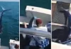 El aterrador momento en que un tiburón salta del agua a dentro de un barco