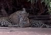 El intenso combate entre un jaguar y un caimán en la selva
