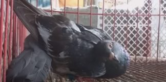 Virus convierte a las palomas de Reino Unido en «zombis»
