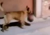 México: Graban a perro paseando con una cabeza humana en su hocico
