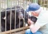 Veterinario se despide de chimpancé tras 25 años de cuido